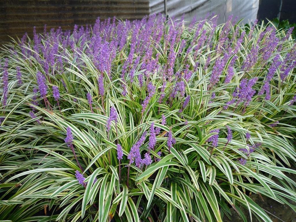 Liriope muscari 'Variegata' / Bunte Lilientraube