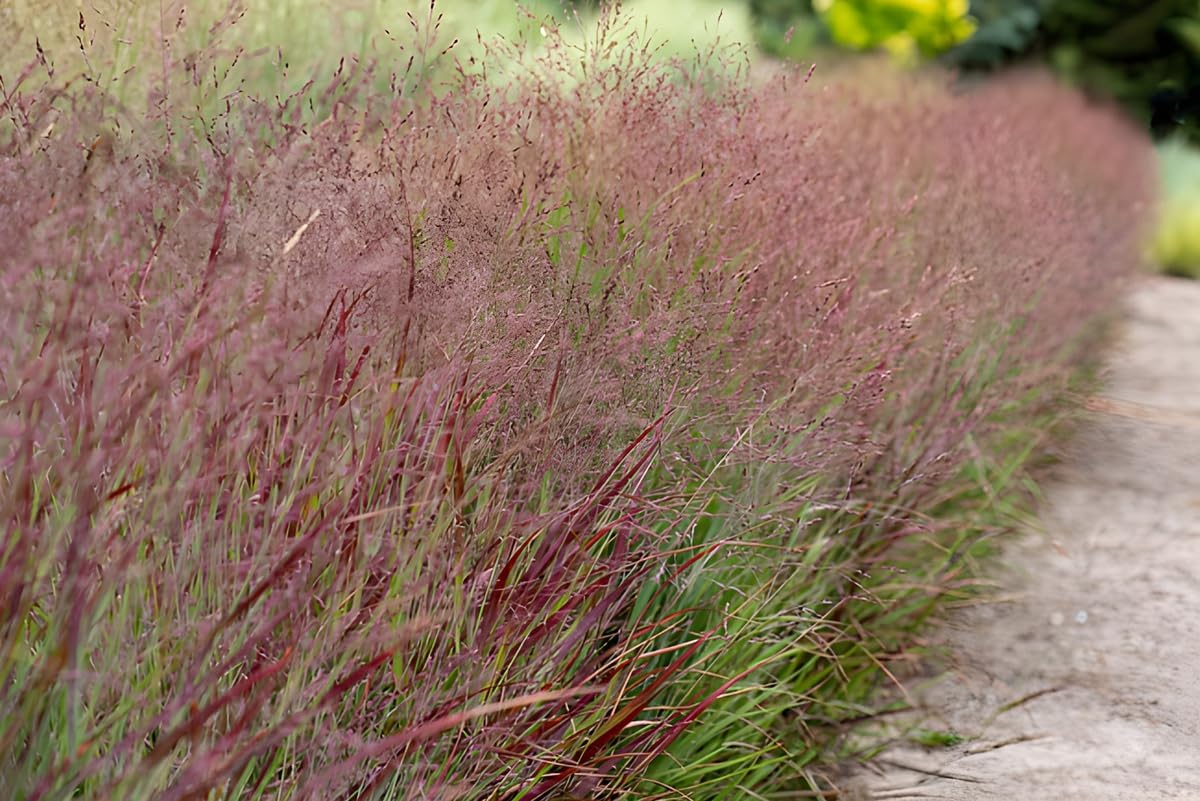 Panicum virgatum 'Shenandoah' / Rote Rutenhirse