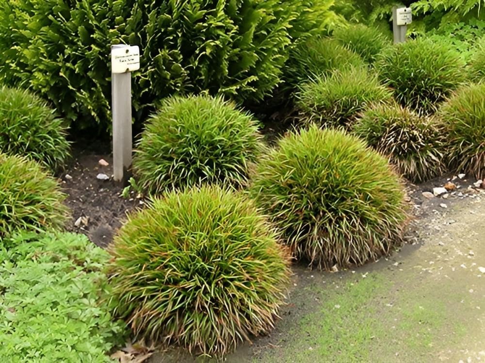 Luzula pilosa 'Igel' / Behaarte Hainsimse