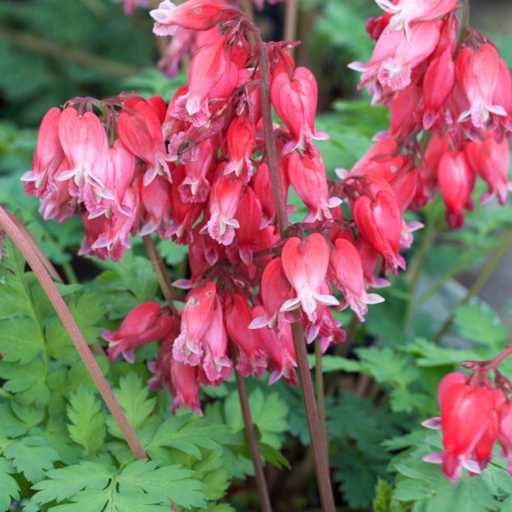 Dicentra formosa 'Luxuriant' / Zwergige Herzblume