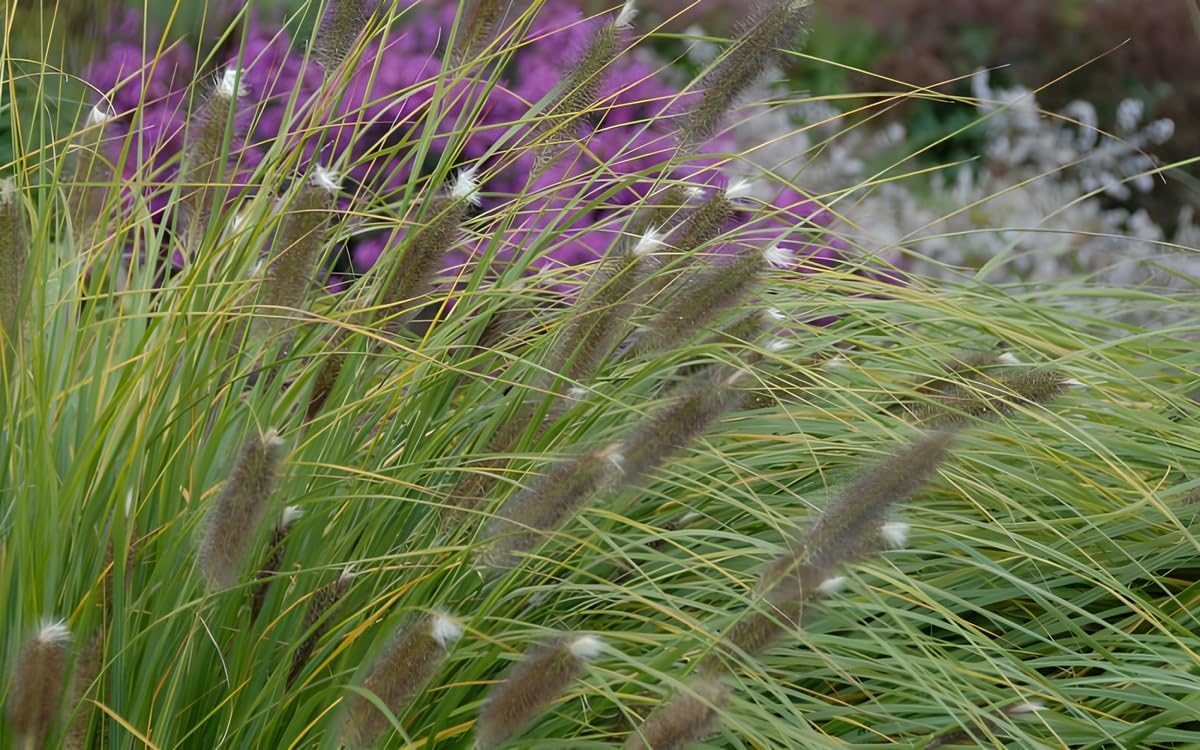 Pennisetum alopecuroides 'Japonicum' / Lampenputzergras