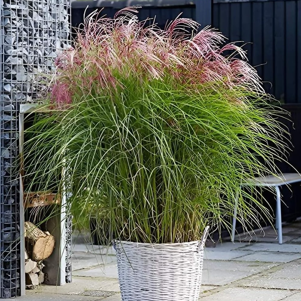 Miscanthus sinensis 'Red Cloud®' / Rotes Chinaschilf