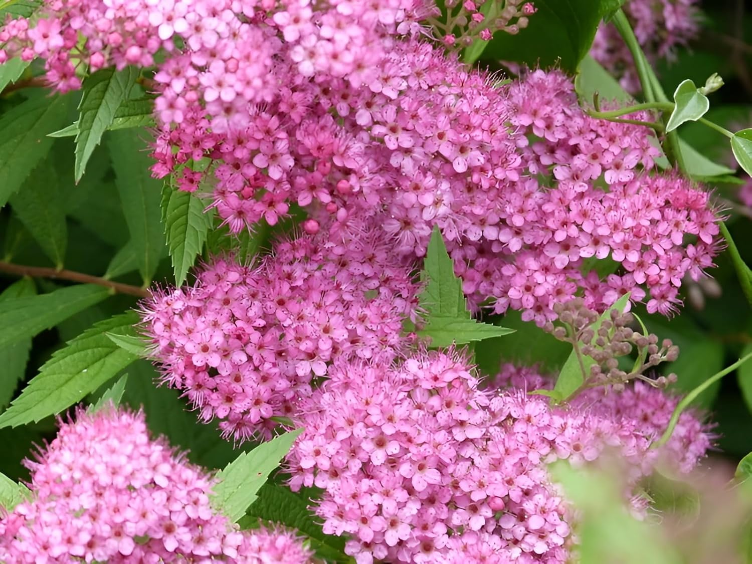 Spiraea japonica 'Anthony Waterer' / Rote Sommerspiere