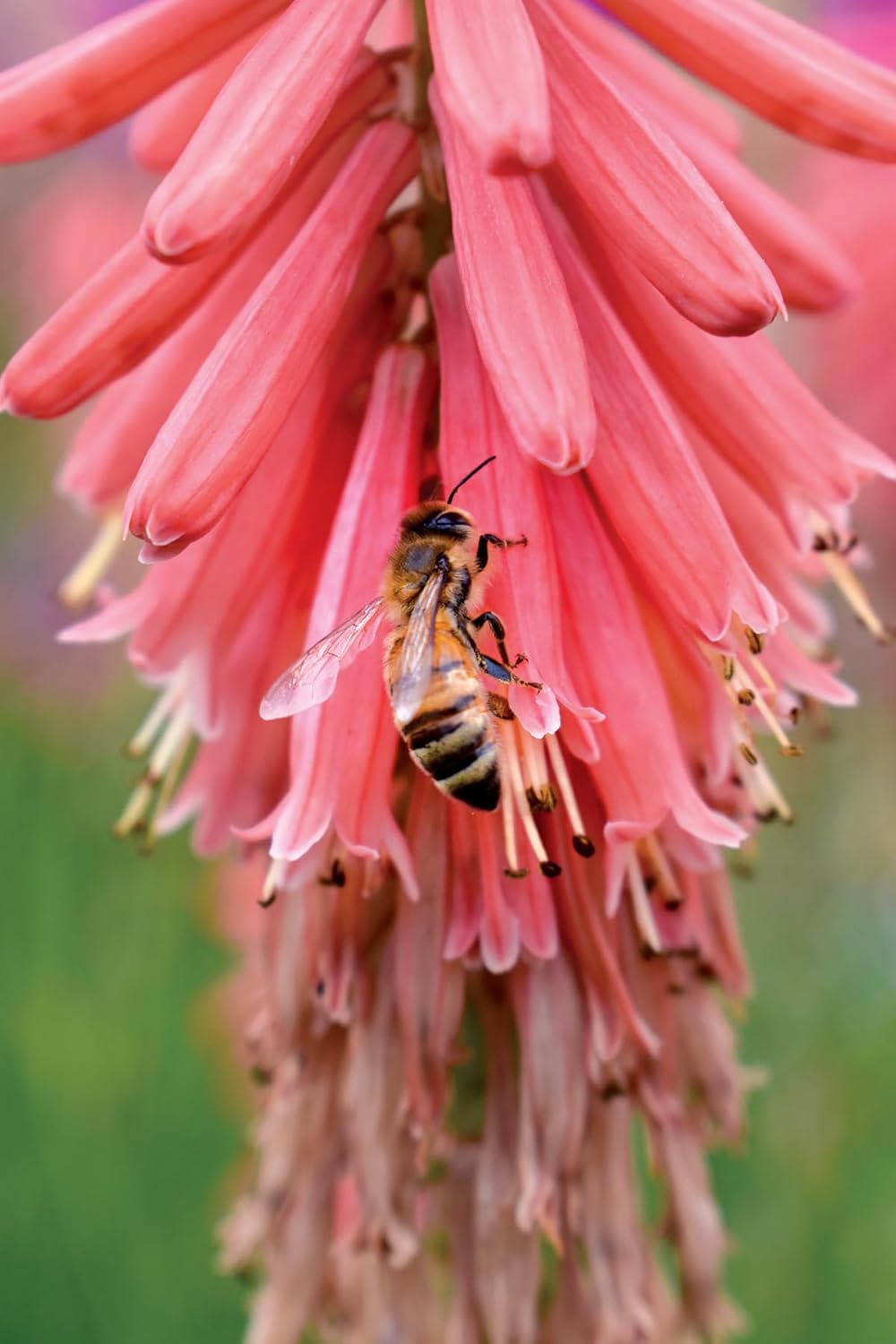 Kniphofia 'Redhot Popsicle' / Rote Fackellilie - Tritome