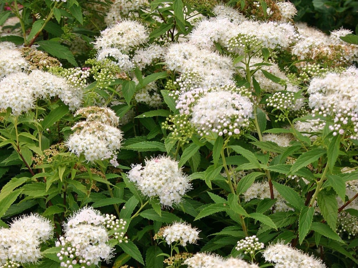 Spiraea japonica 'Albiflora' / Weiße Zwergspiere