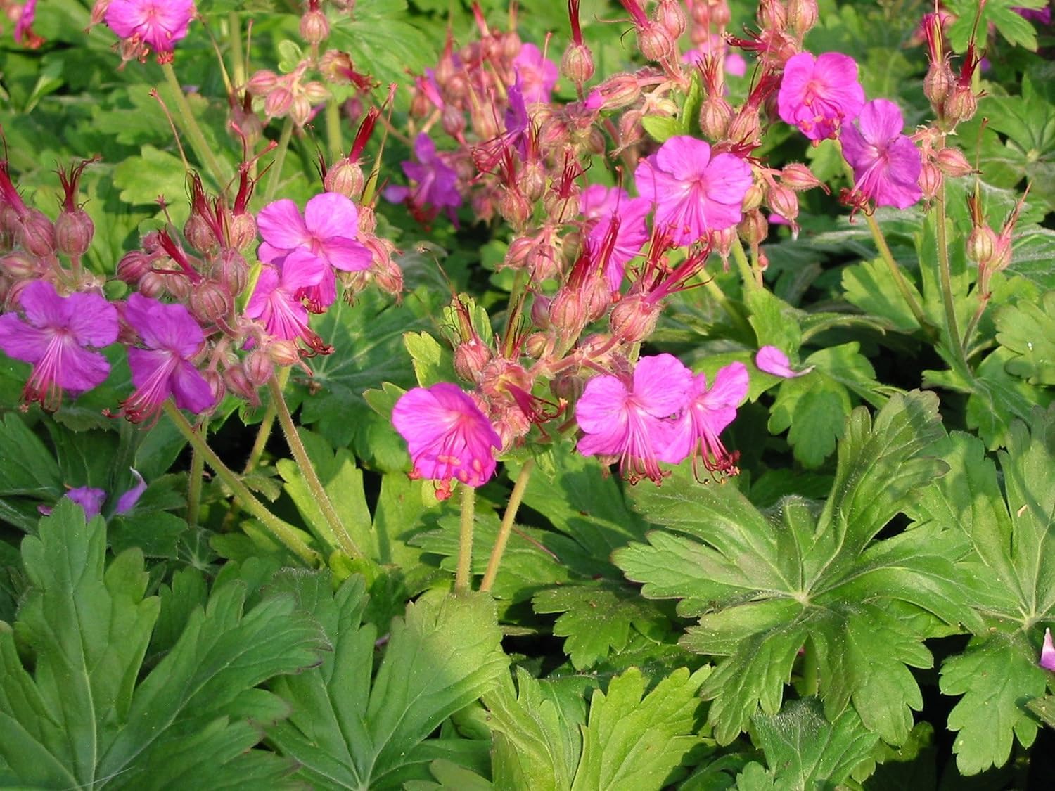 Geranium macrorrhizum 'Bevan's Variety' / Balkan Storchschnabel
