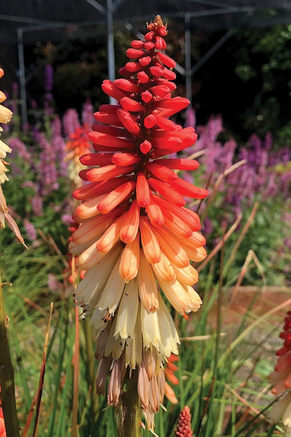 Kniphofia 'Orange Vanilla Popsicle' / Bunte Fackellilie - Tritome