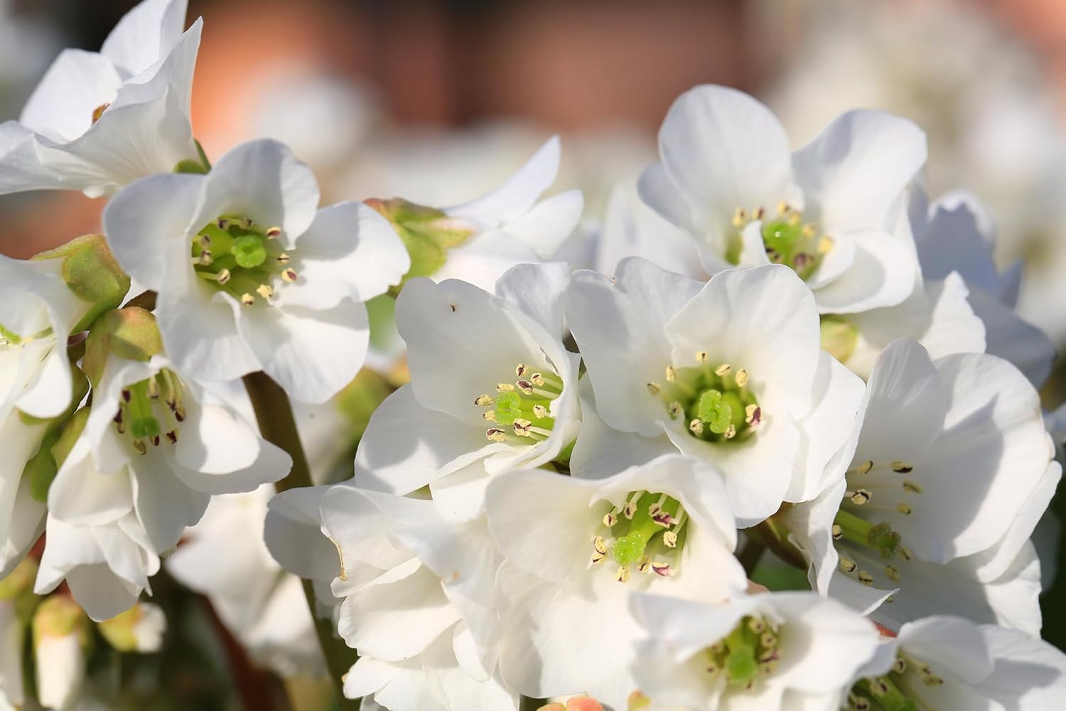 Bergenia cordifolia 'Beach' / Bergenie