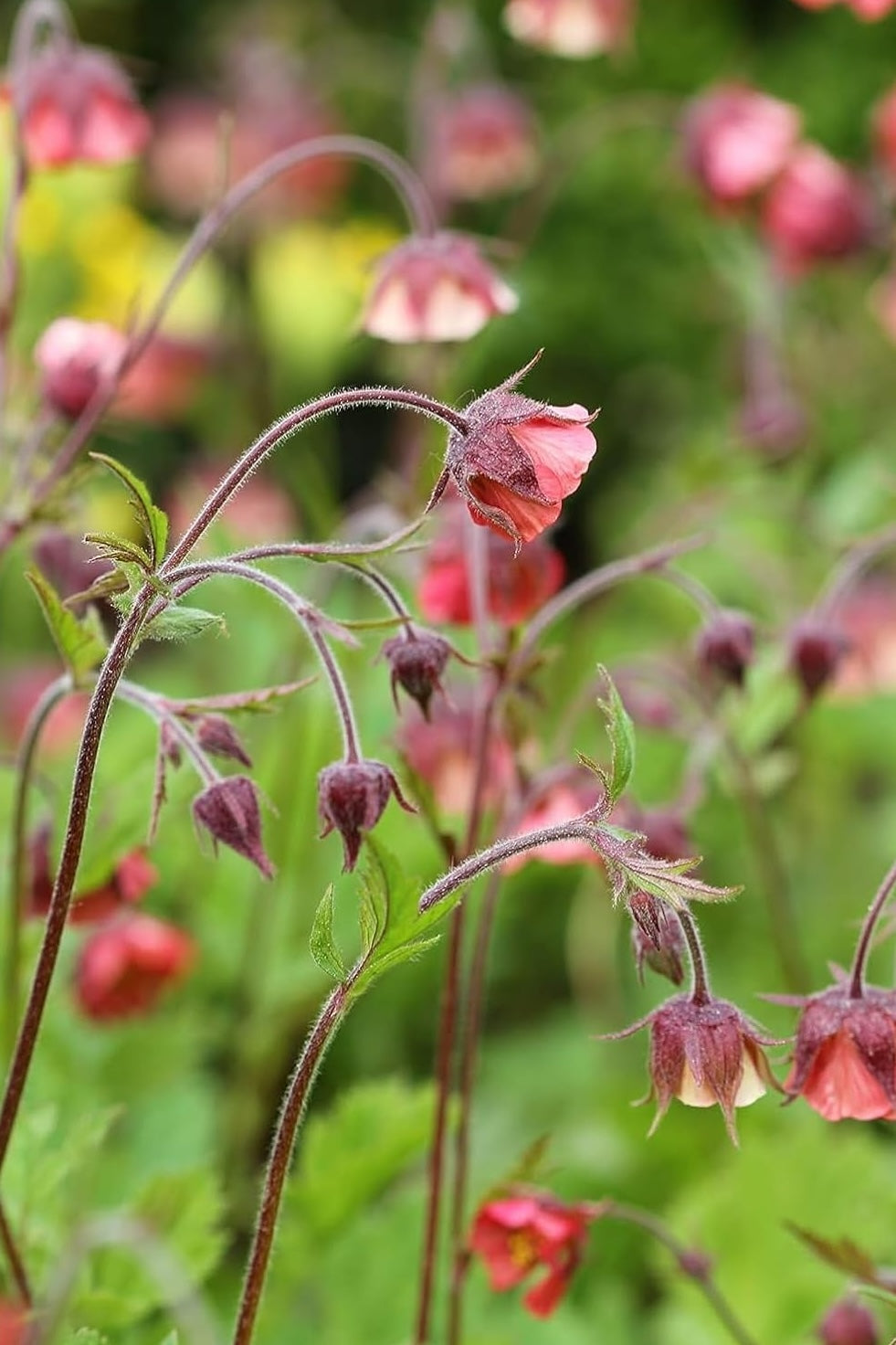 Geum rivale / Bach Nelkenwurz