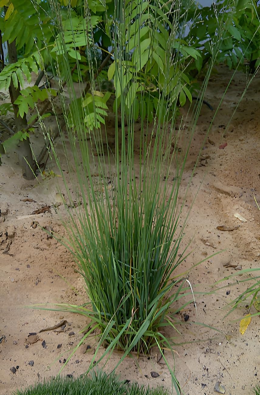 Molinia caerulea 'Heidebraut' / Kleines Pfeifengras