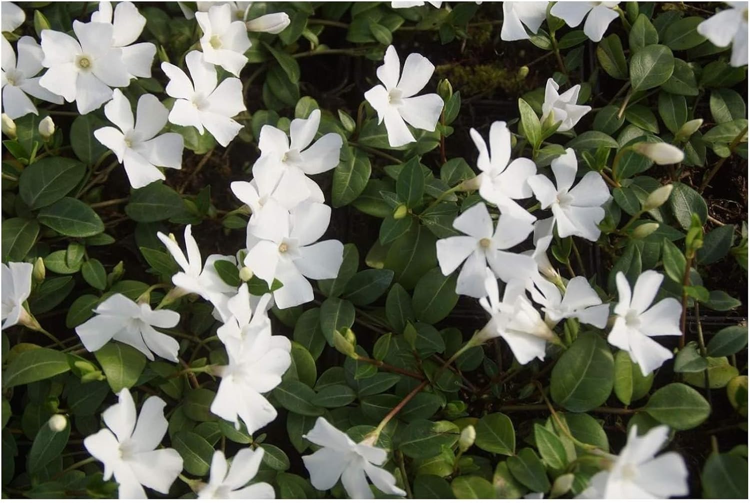 30 x Vinca minor Farbmix / Kleines Immergrün