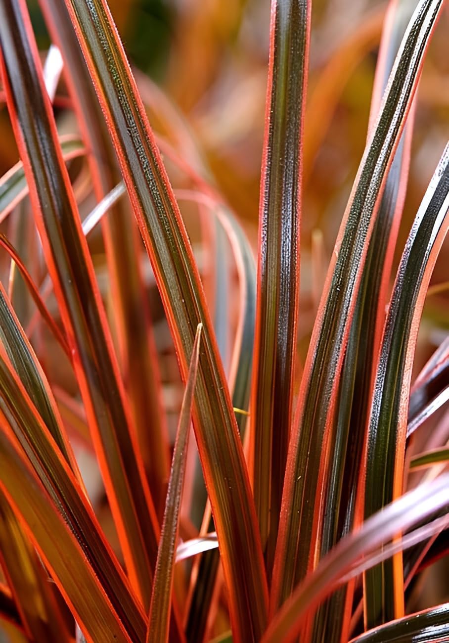 Uncinia rubra 'Everflame' / Mahagoni Gras