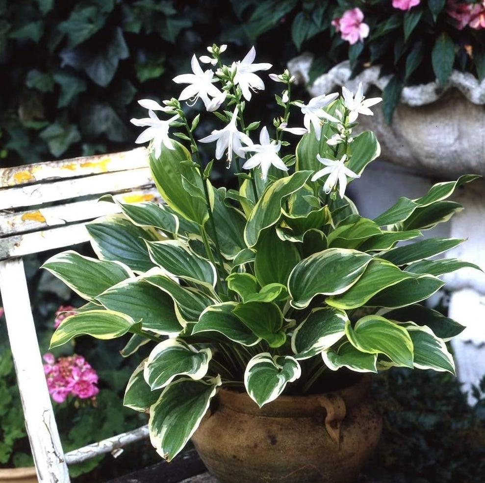 Hosta plantaginea 'So Sweet' / Duft Funkie