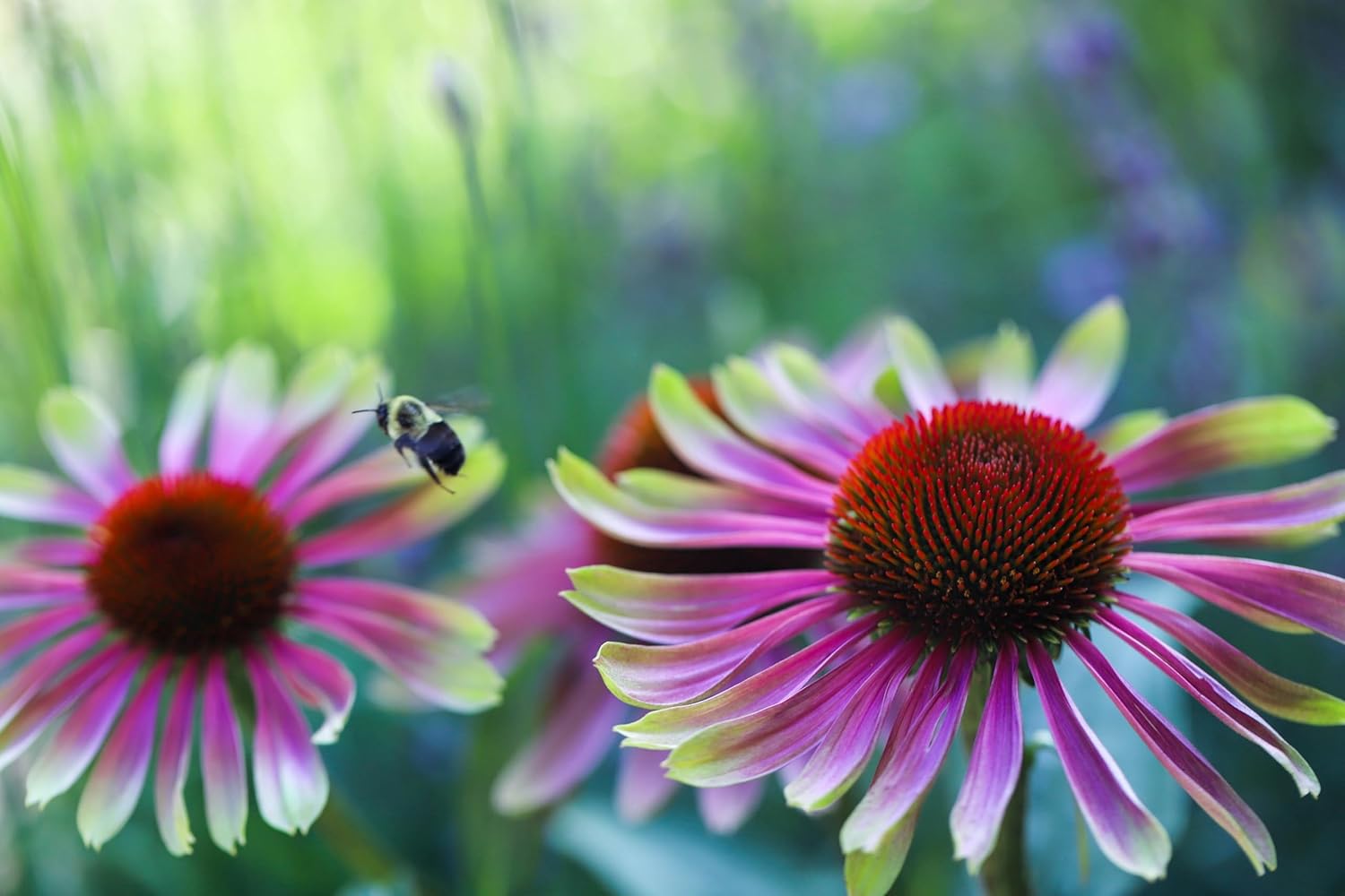 Echinacea purpurea 'Green Twister' / Scheinsonnenhut