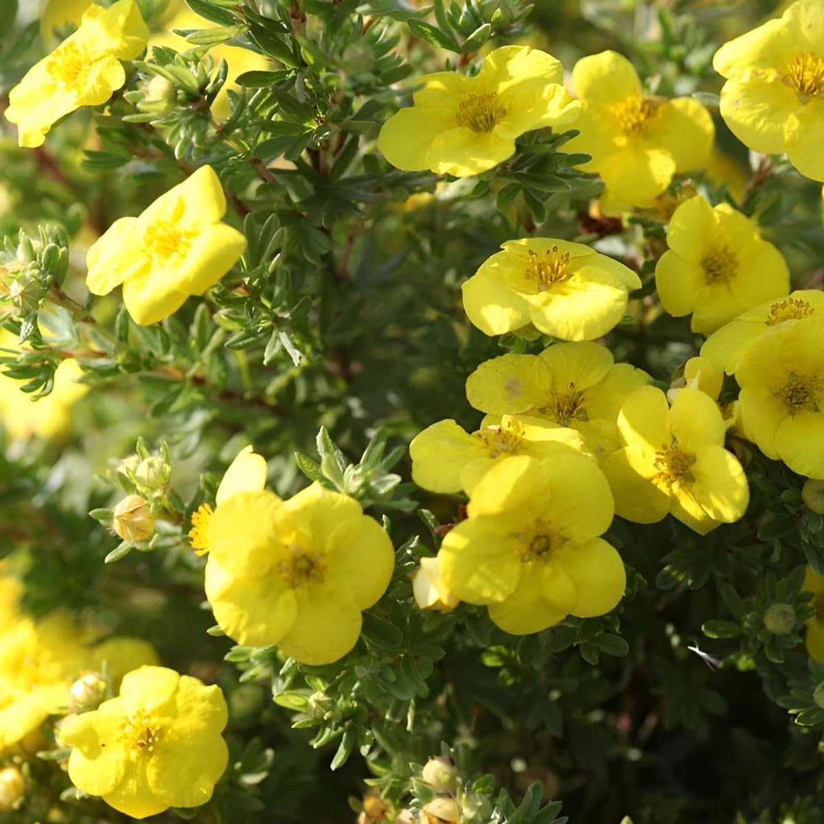 Potentilla fruticosa 'Kobold' / Gelber Fingerstrauch