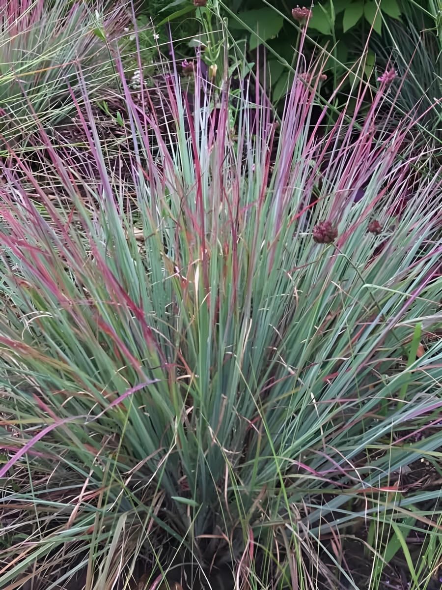 Schizachyrium scoparium 'Standing Ovation’ / Kleines Präriegras