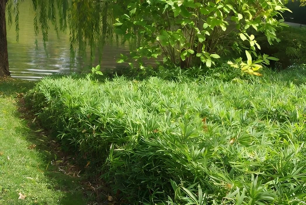 Pleioblastus pygmaeus / Zwerg-Bambus