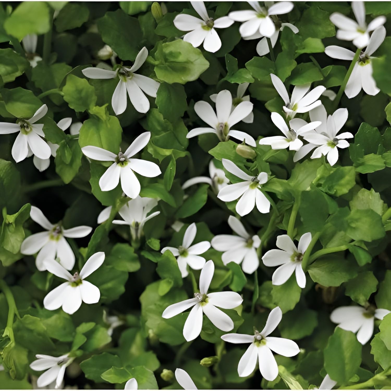 Isotoma fluviatilis 'Treadwellii' / Weißer Bubikopf