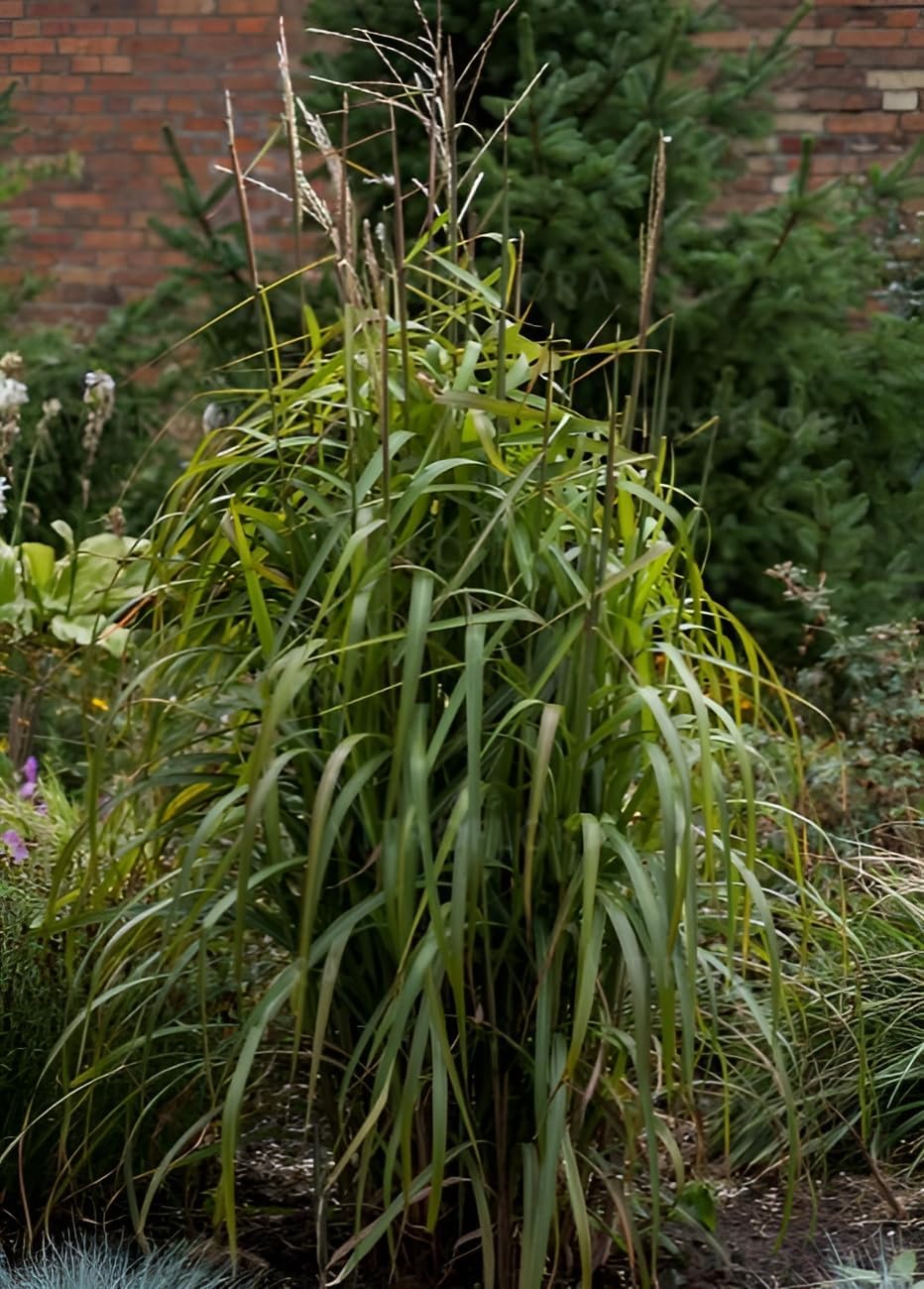 Miscanthus sinensis 'Navajo' / Chinaschilf