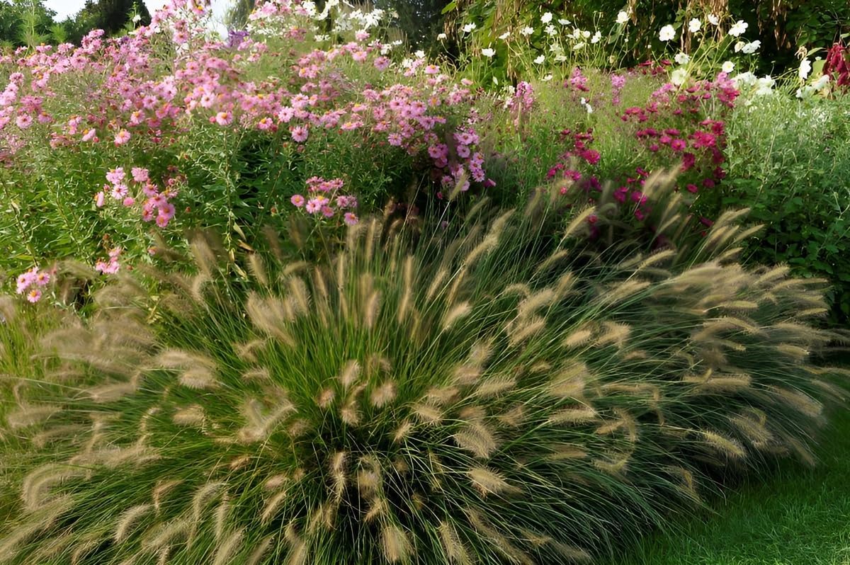 Pennisetum alopecuroides 'Weserbergland' / Lampenputzergras