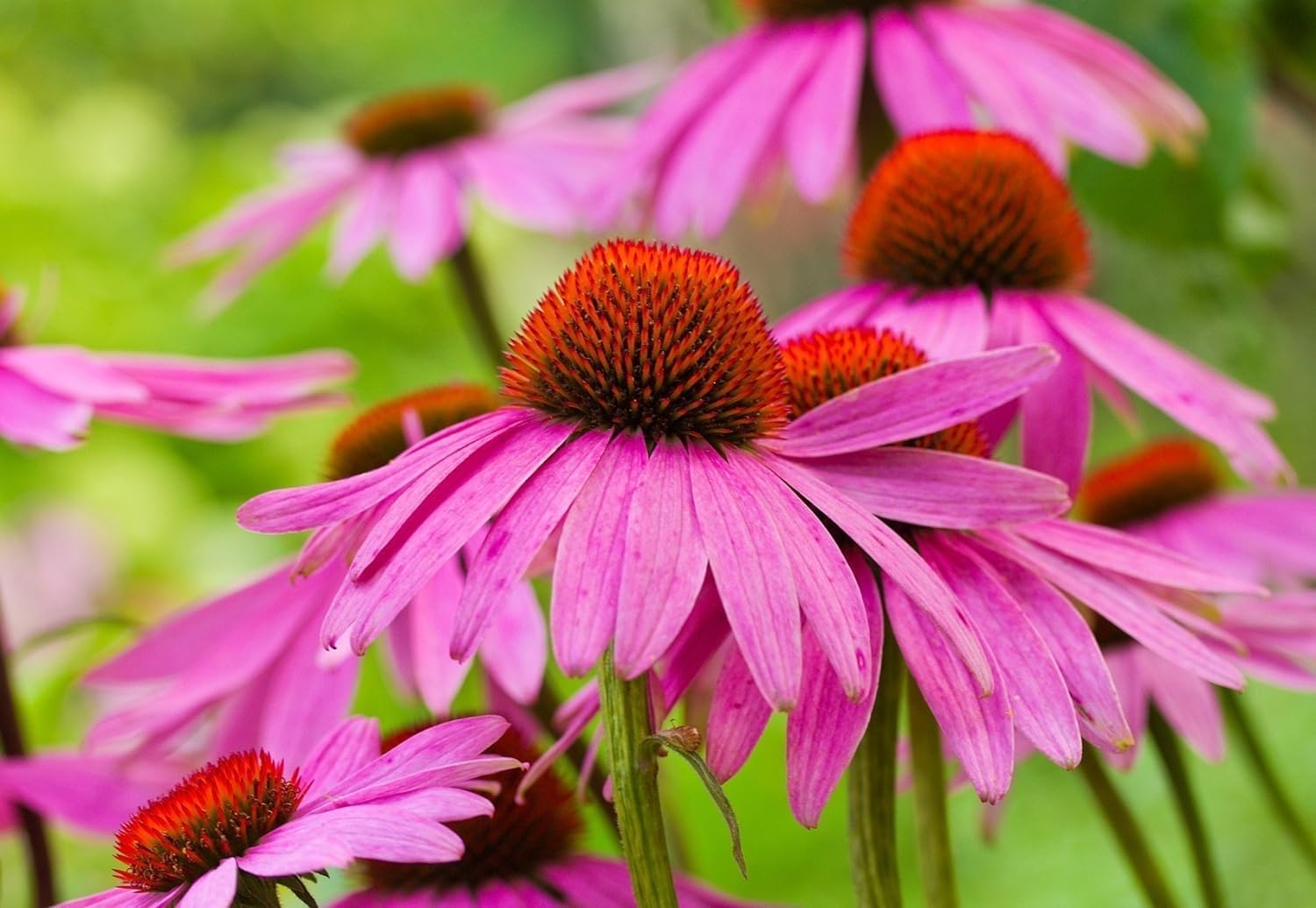 Echinacea purpurea 'PowWow Wild Berry' / Scheinsonnenhut
