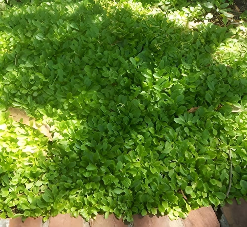 Mazus reptans 'Albus' / Weißes Lippenmäulchen