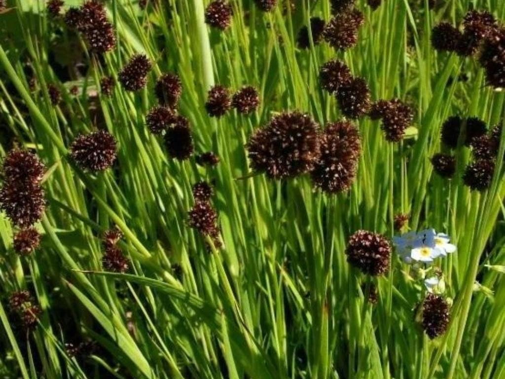 Juncus ensifolius / Zwerg Binse