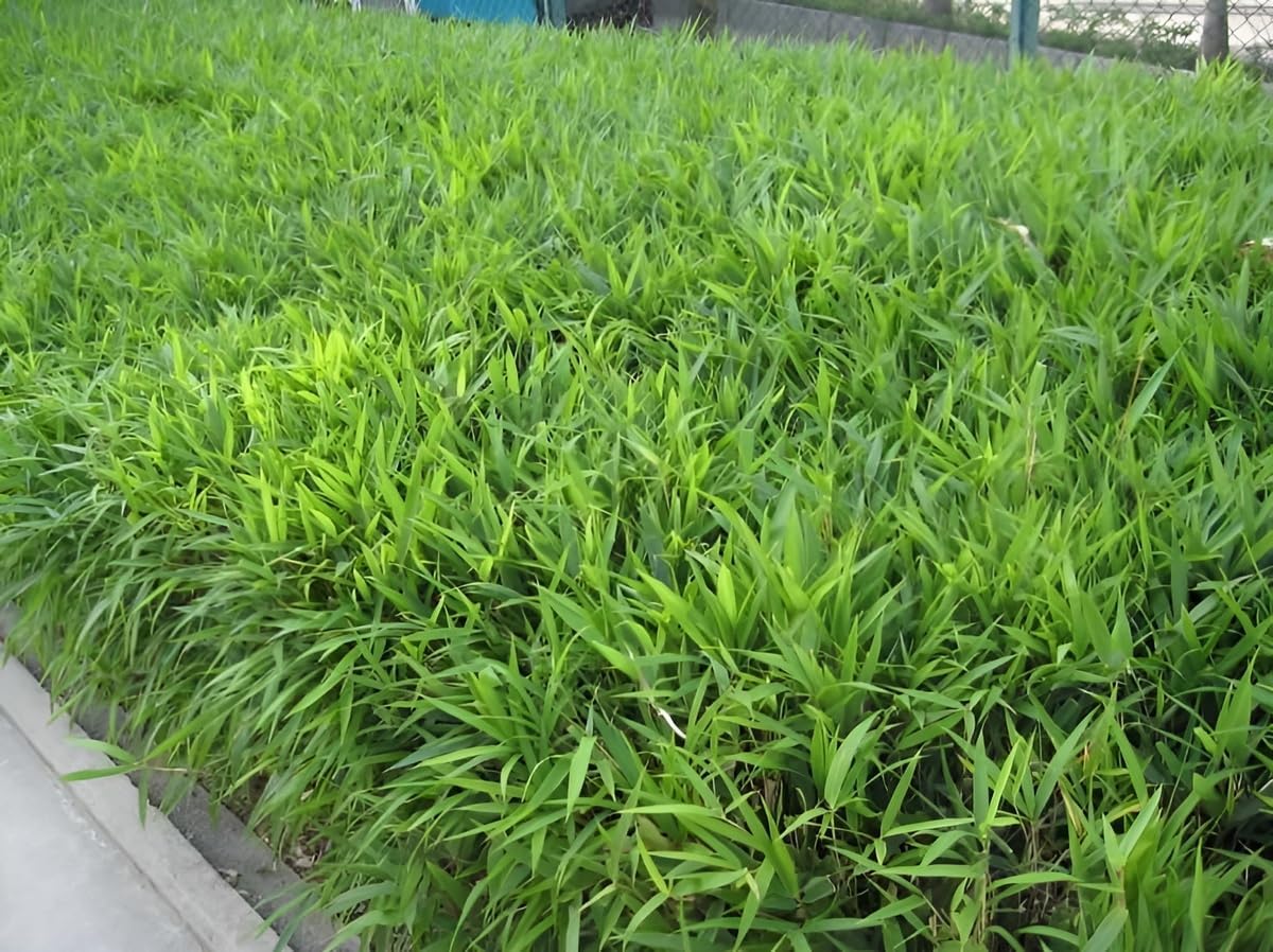 Pleioblastus pumilus / Zwerg-Bambus