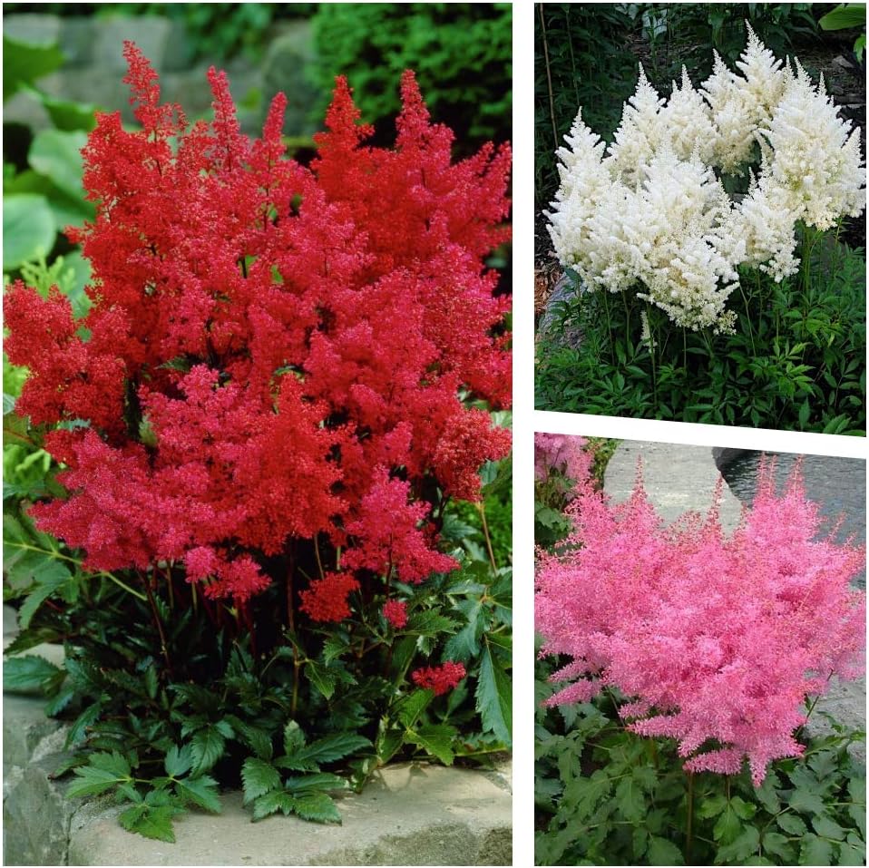 3 x Astilbe arendsii Kollektion / Prachtspiere