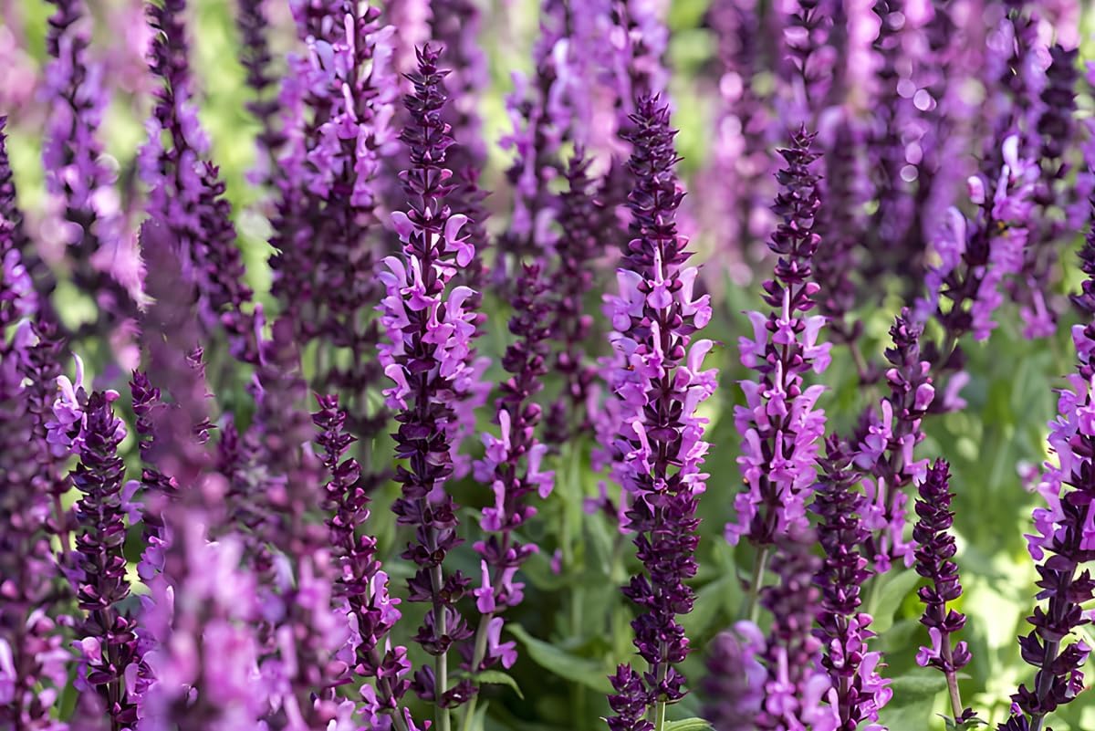 Salvia nemorosa 'Sensation Pink®' / Pinker Steppensalbei