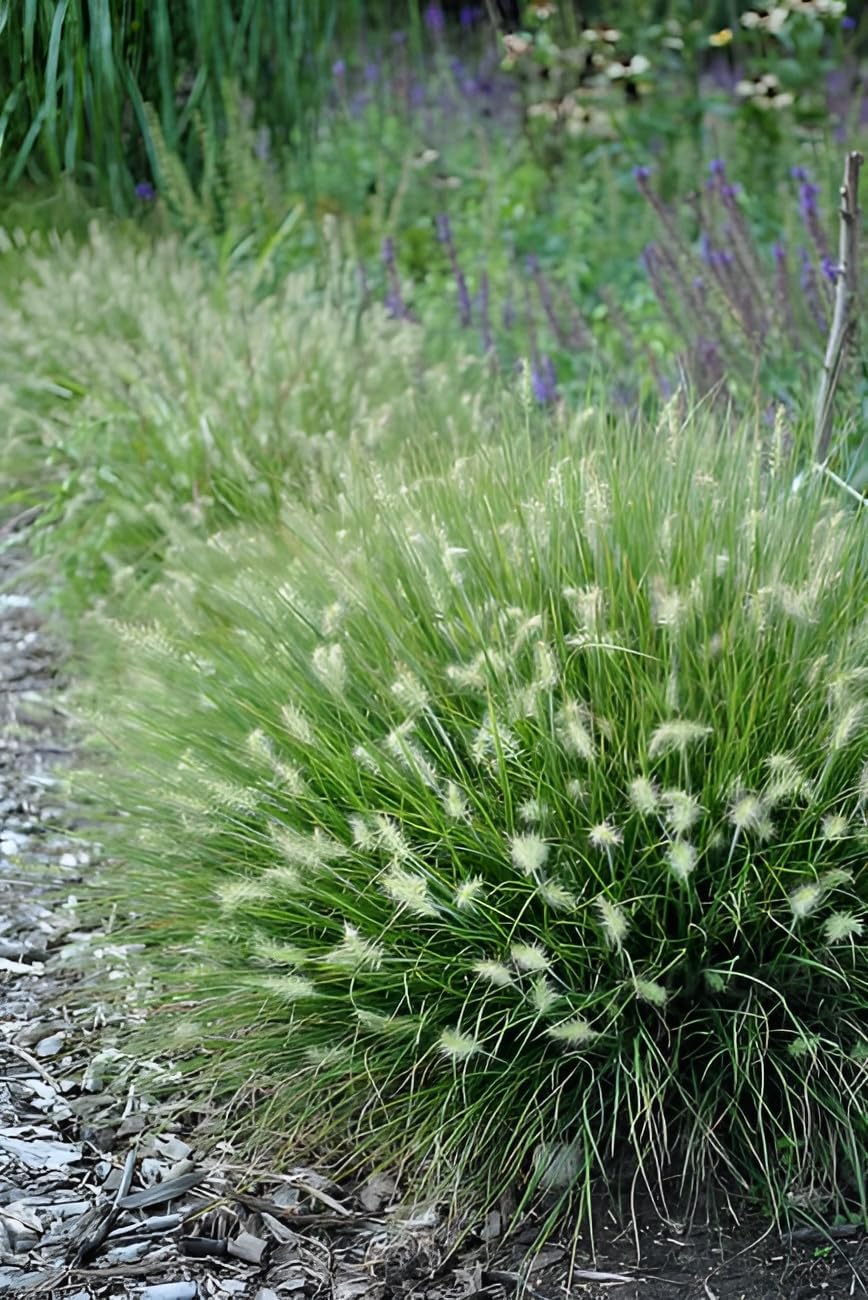 Pennisetum alopecuroides 'Little Bunny' / Zwerg Lampenputzergras