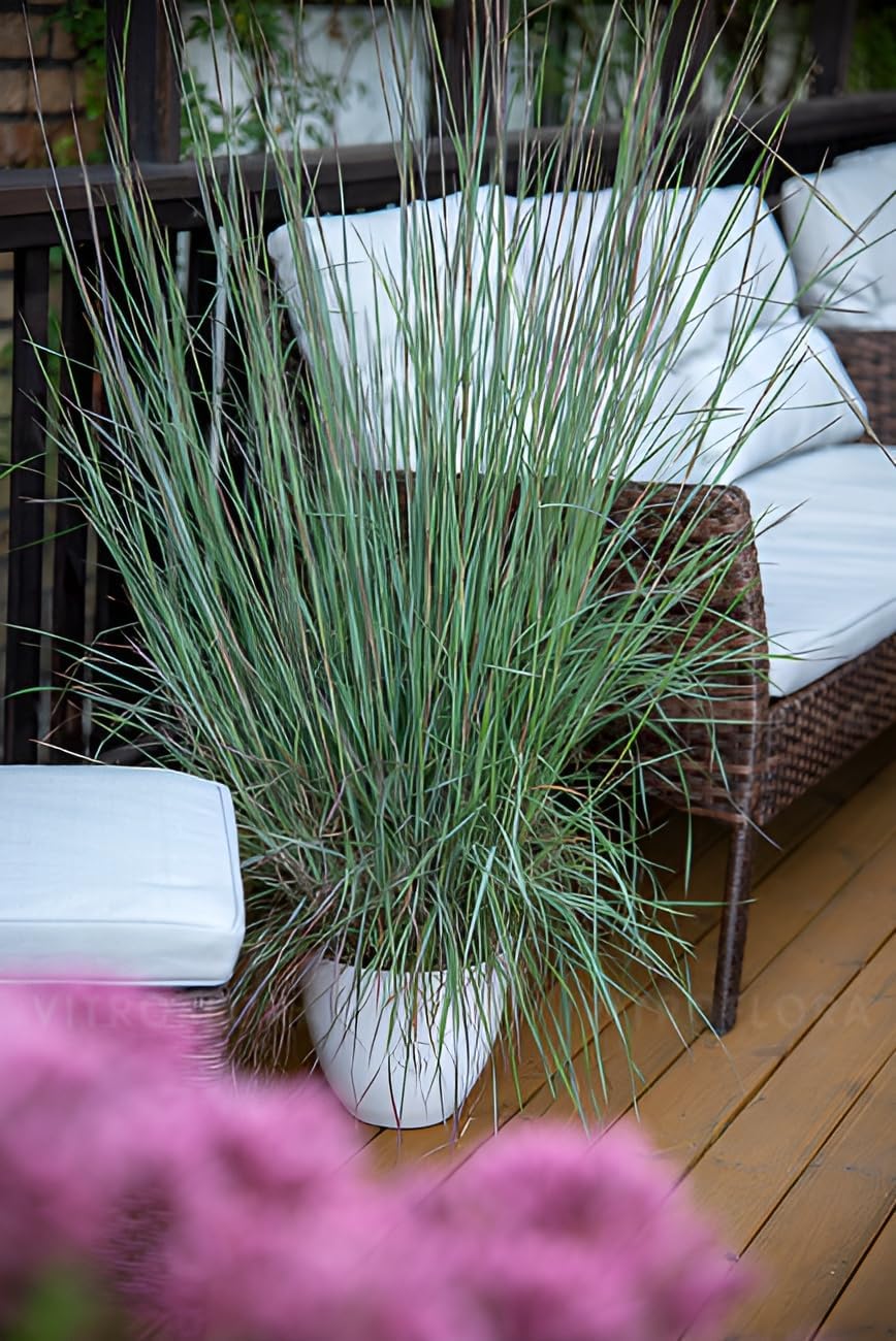 Schizachyrium scoparium 'Blue Heaven’ / Kleines Präriegras