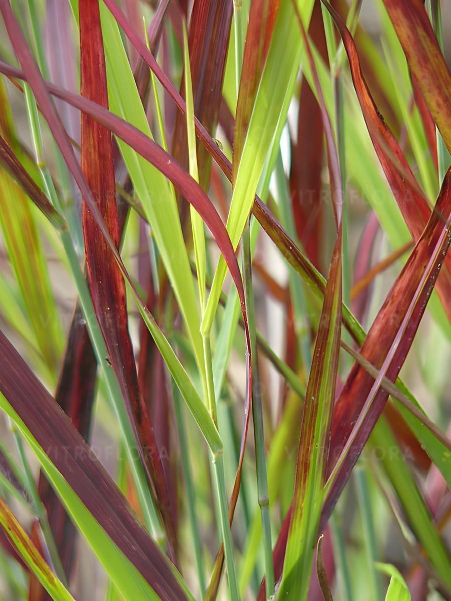 Panicum virgatum 'Cardinal' / Rote Rutenhirse
