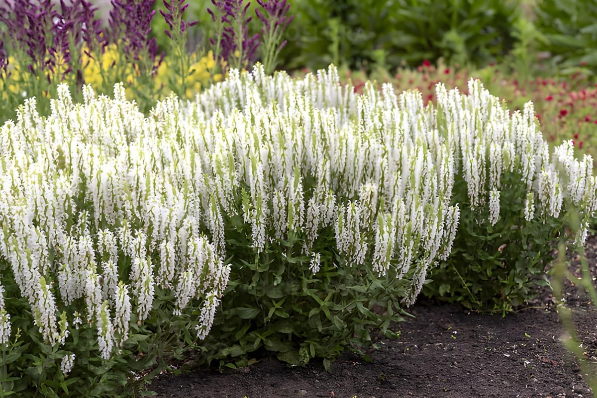 Salvia nemorosa 'Sensation White®' / Weißer Steppensalbei