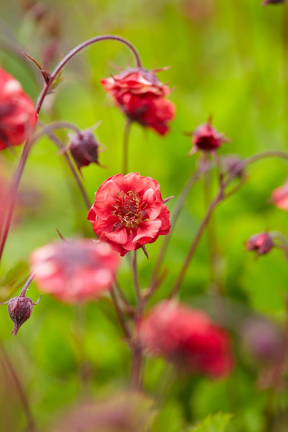 Geum rivale 'Flames of Passion‘ / feuerroter Bach Nelkenwurz