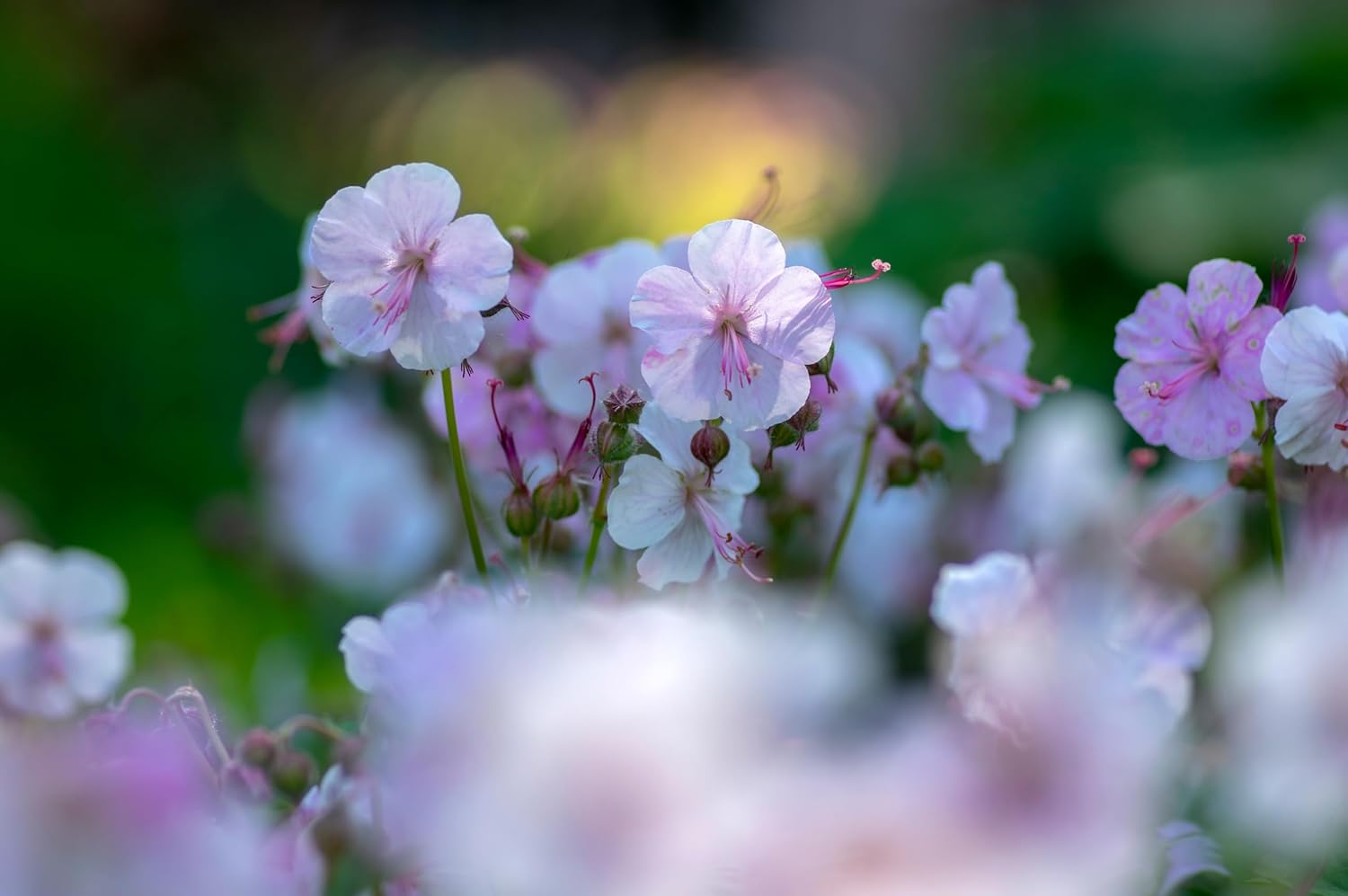 Geranium cantabrigiense 'Biokovo' / Cambridge Storchschnabel