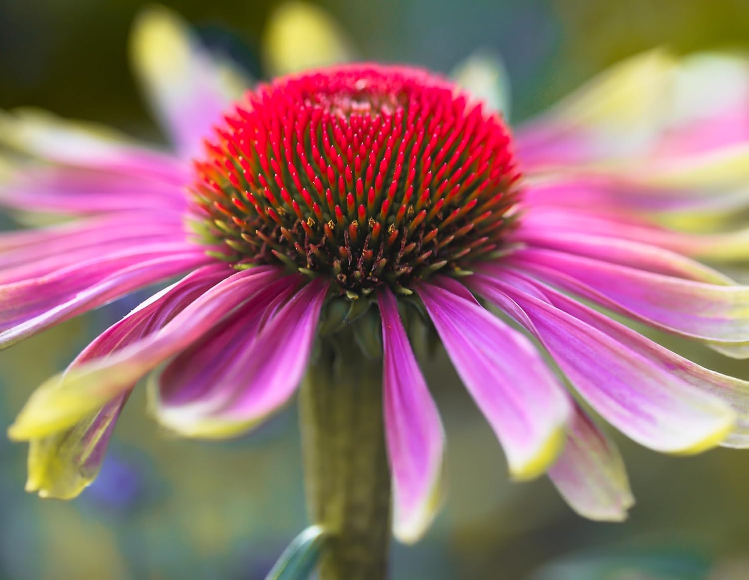Echinacea purpurea 'Green Twister' / Scheinsonnenhut
