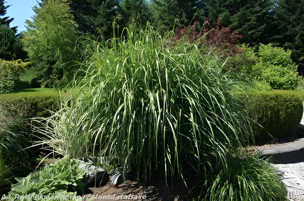 Miscanthus sinensis 'Goliath' / Großes Chinaschilf