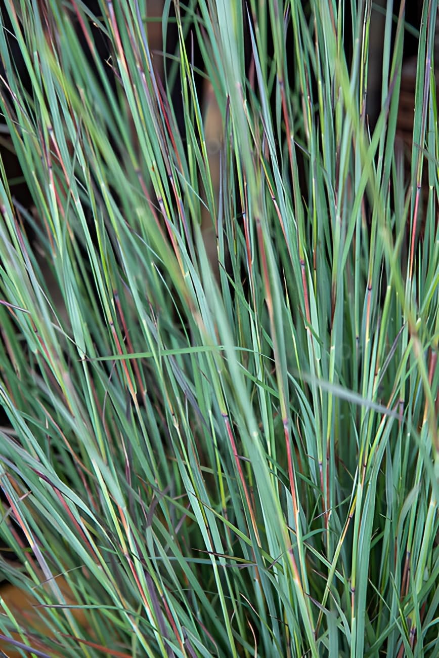 Schizachyrium scoparium 'Blue Heaven’ / Kleines Präriegras