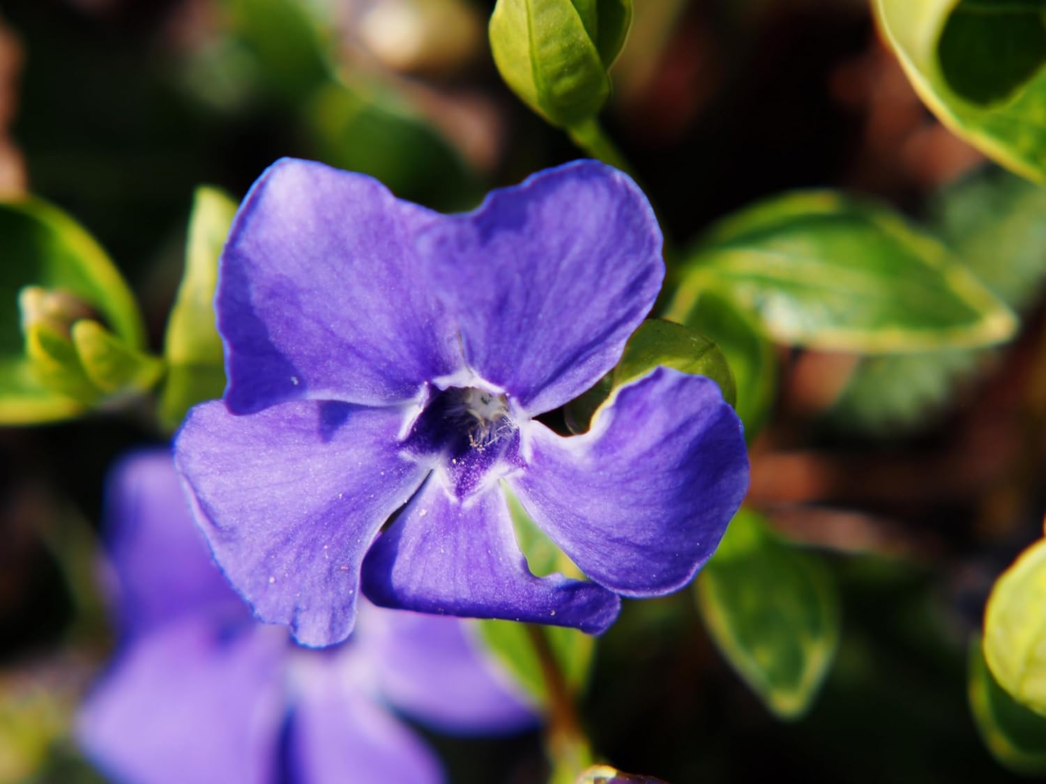 Vinca minor 'Ralph Shugert' / Kleines Immergrün