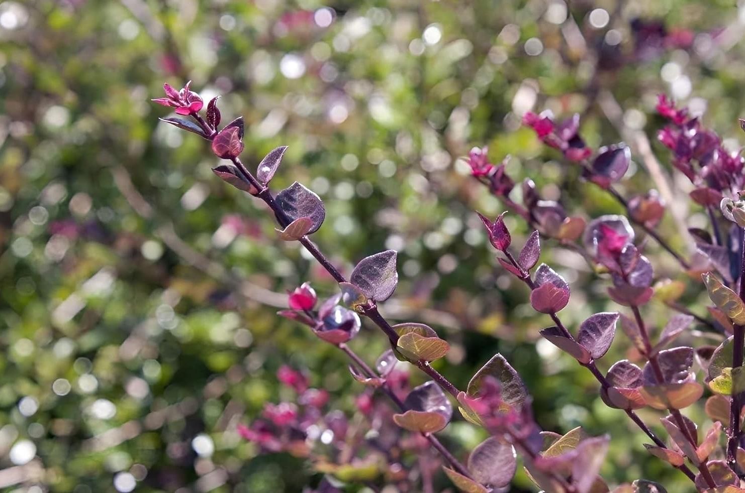 Lonicera nitida 'Red Tips‘ / Heckenmyrthe