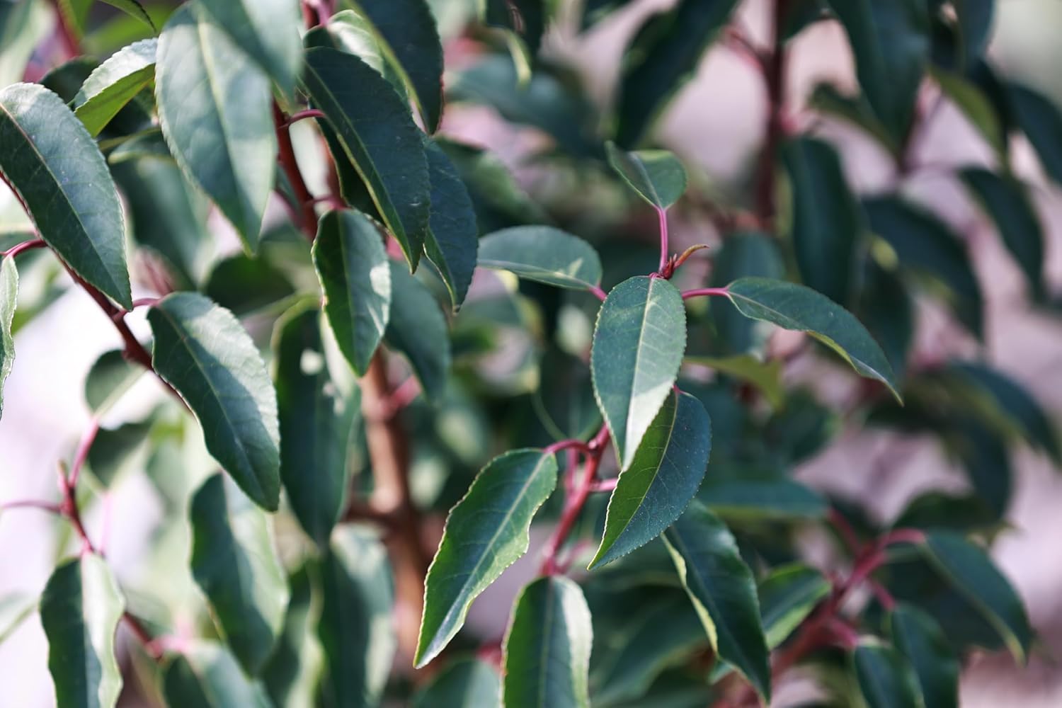 Prunus lusitanica / Portugiesischer Kirschlorbeer