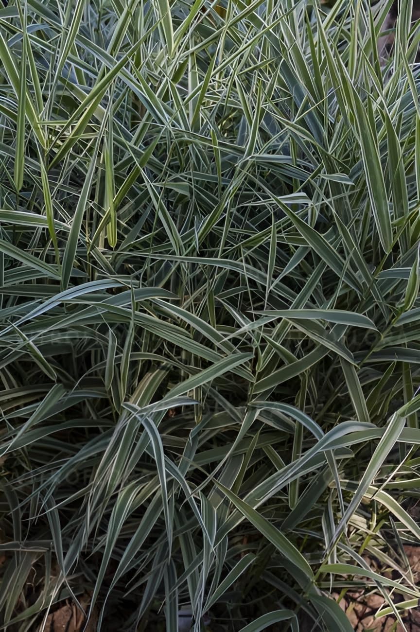 Phalaris arundnacea 'Picta‘ / Rohrglanzgras