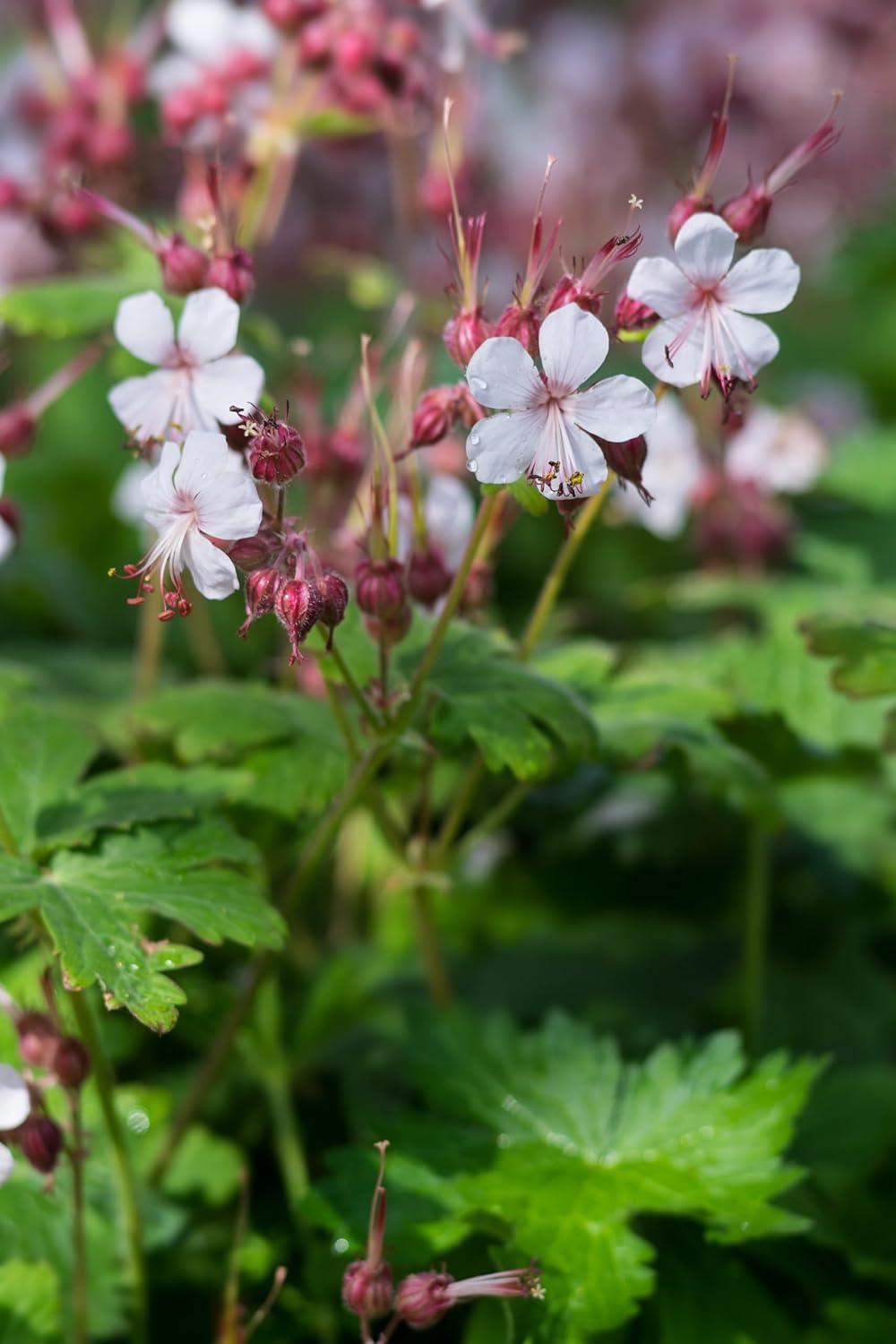 Geranium macrorrhizum 'Spessart' / Balkan Storchenschnabel