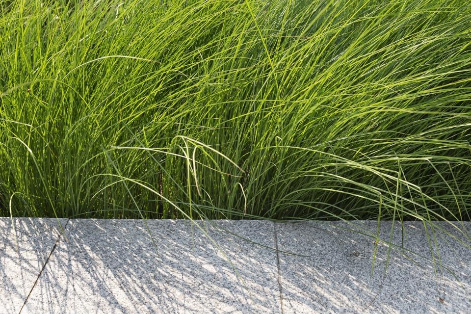 Carex howardii 'Phoenix Green' / Segge