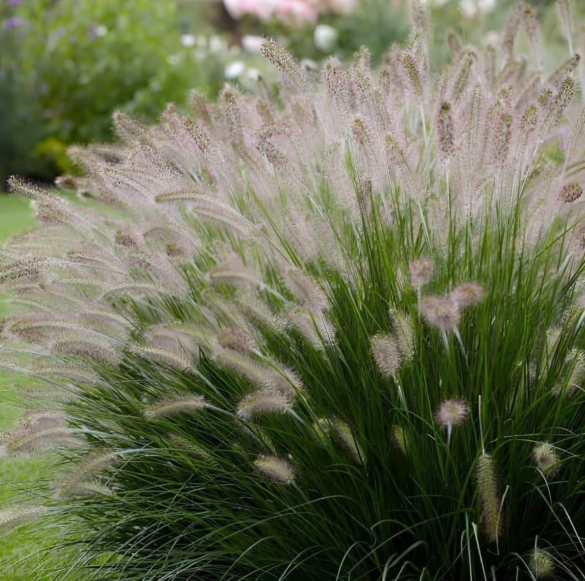 Pennisetum alopecuroides 'Foxrot' / Lampenputzergras