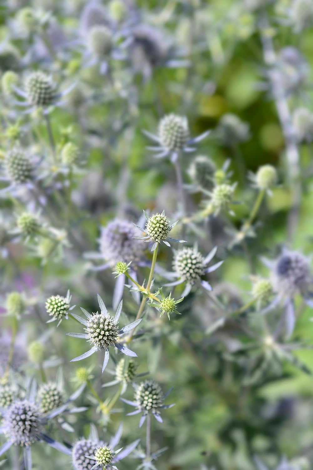 Eryngium planum 'Blue Hobbit' / Edelblaudistel
