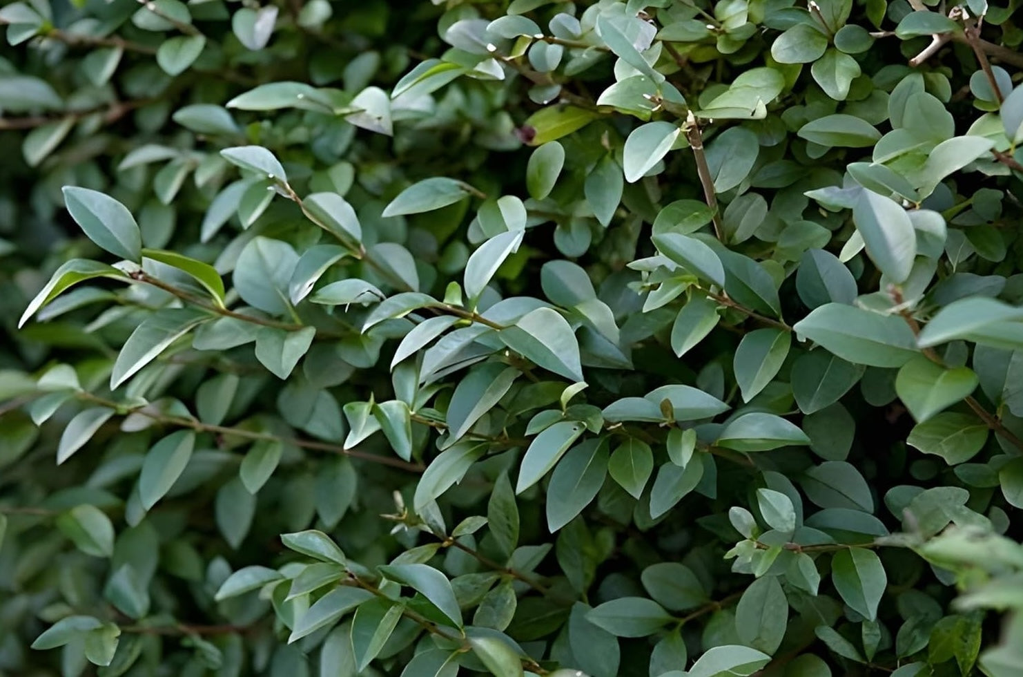 Ligustrum lucidum / Glänzender Liguster