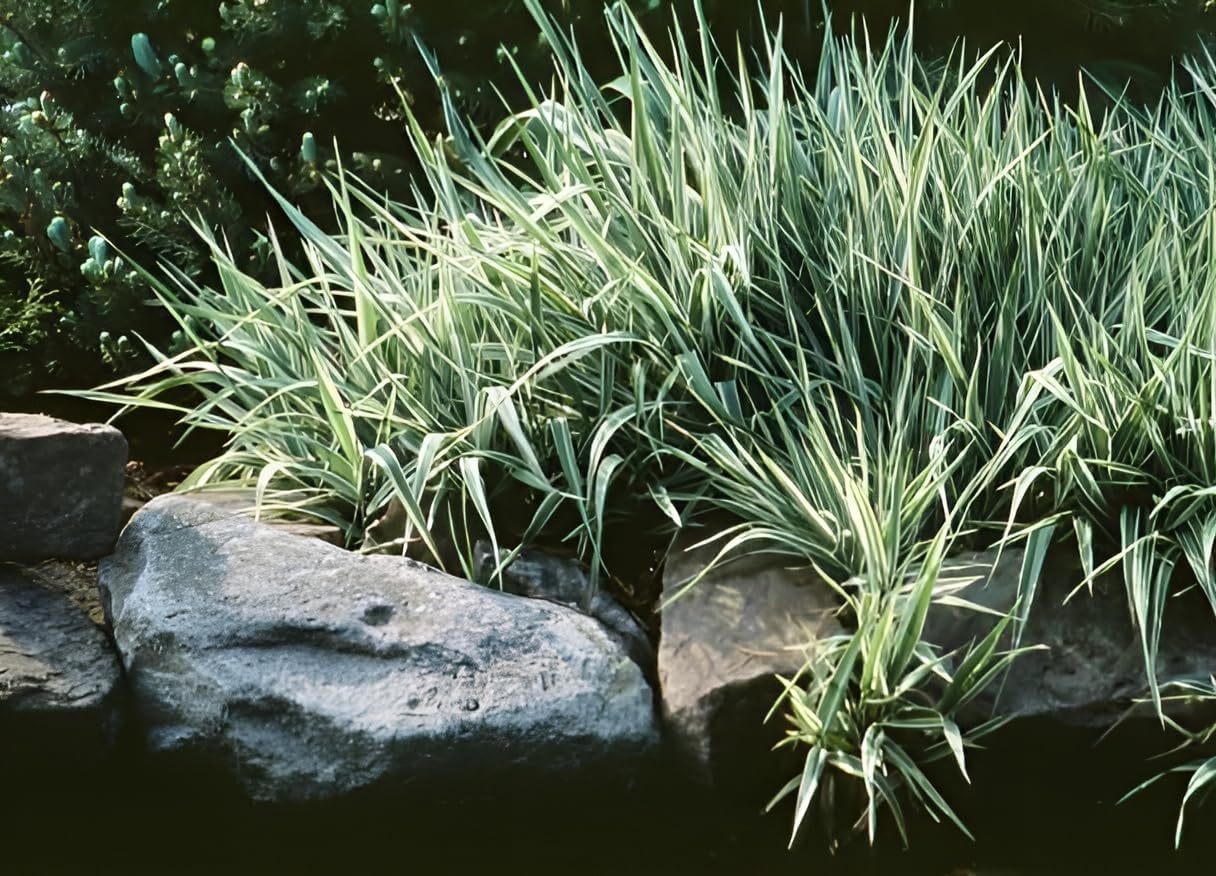 Phalaris arundnacea 'Picta‘ / Rohrglanzgras