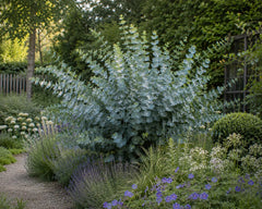 Eukalyptus gunnii Staude mit grünen Blättern, wächst als typische Blaugummibaum-Pflanze von Stauden Gänge.